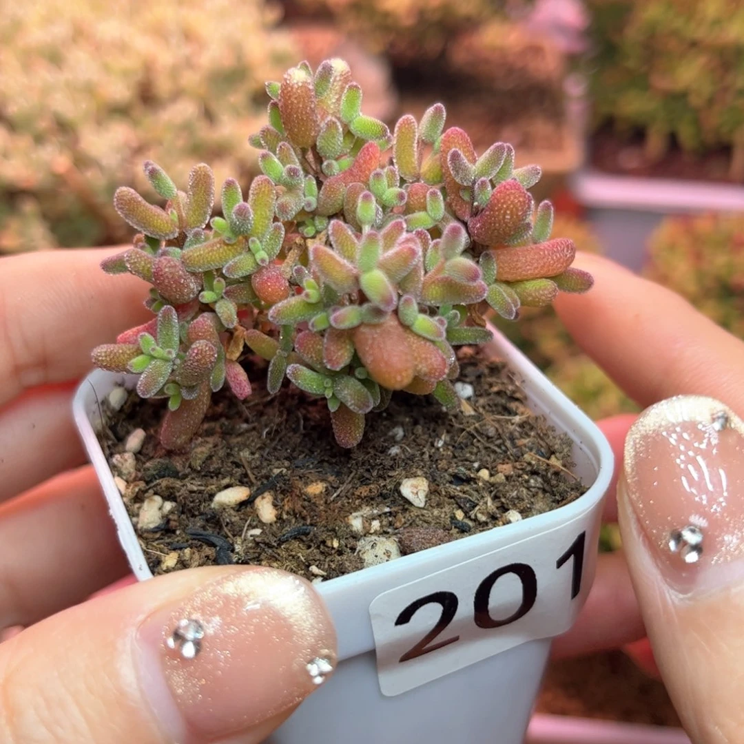 201糖球可爱多肉植物