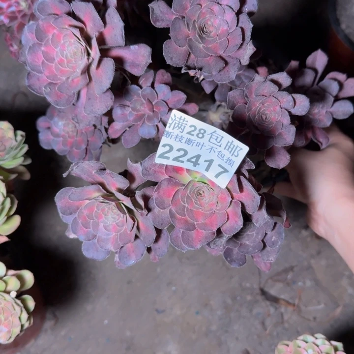 22417南晚霞多肉植物