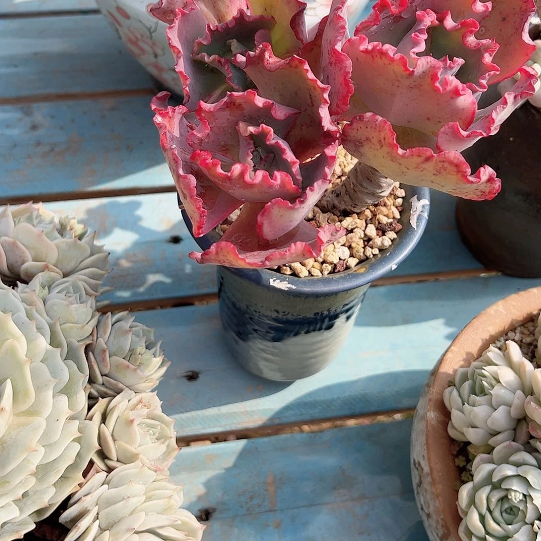 ?*圆包菜多肉植物脱土