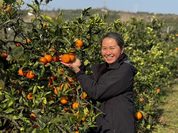 四川玫瑰香血橙净重8.5斤京东包邮