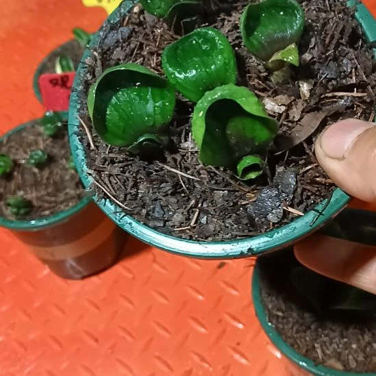 君子兰小苗君子兰小苗