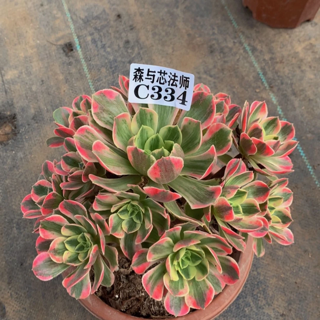 【闪购商品】小**?334粉女妖