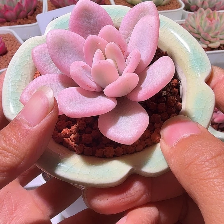 粉兔锦头盖多肉植物