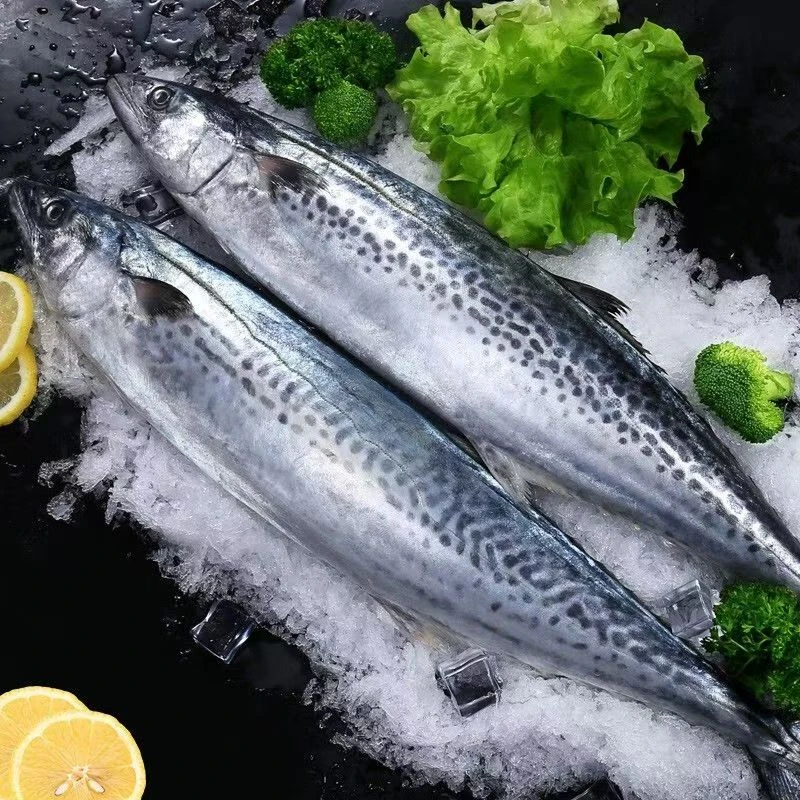 年货节马鲛鱼鲜冻生燕尾鱼无冰净重五斤整条发货单条1.5-2斤左右