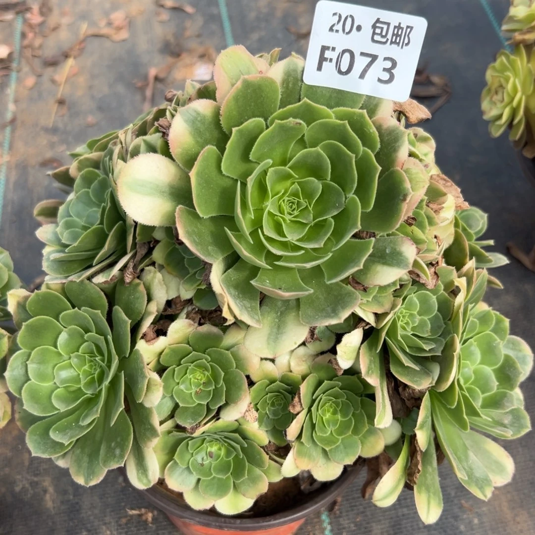 073新尼亚，多肉法师