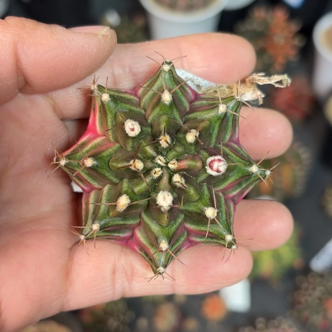 泰系米哈实生仙人球39