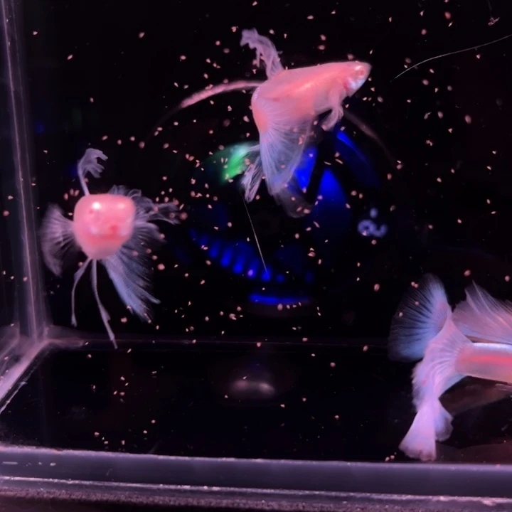 孔雀鱼蓝白宽C2对