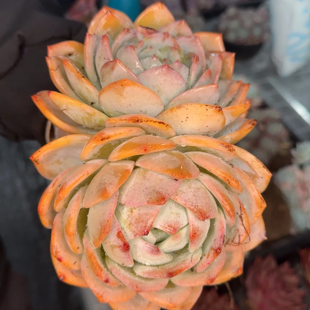 从前慢甄选多肉编号凤橙大