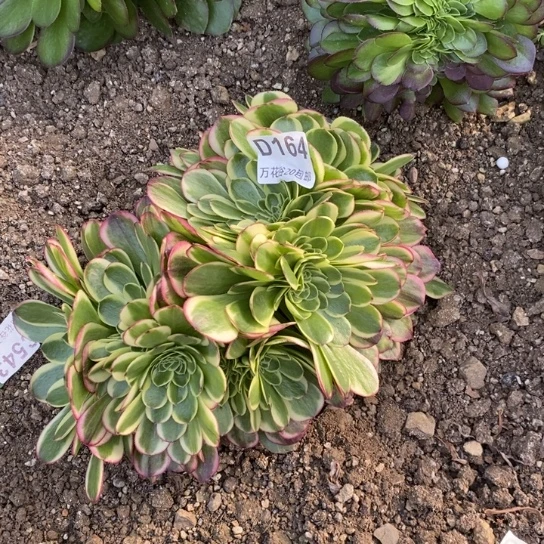 164奶白缀多肉植物