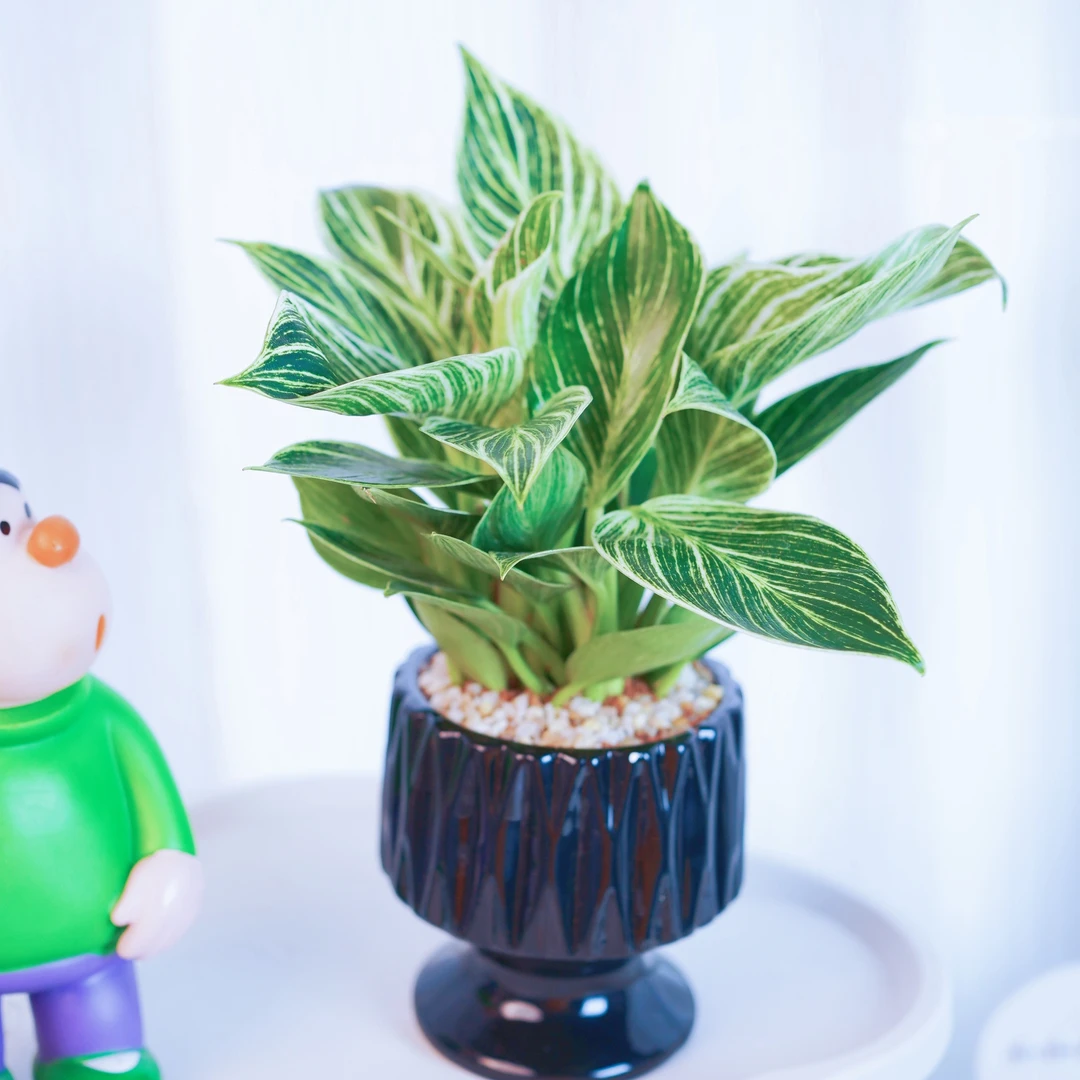 铂金钻+黑色网格陶瓷盆+黄晶沙+接水盘