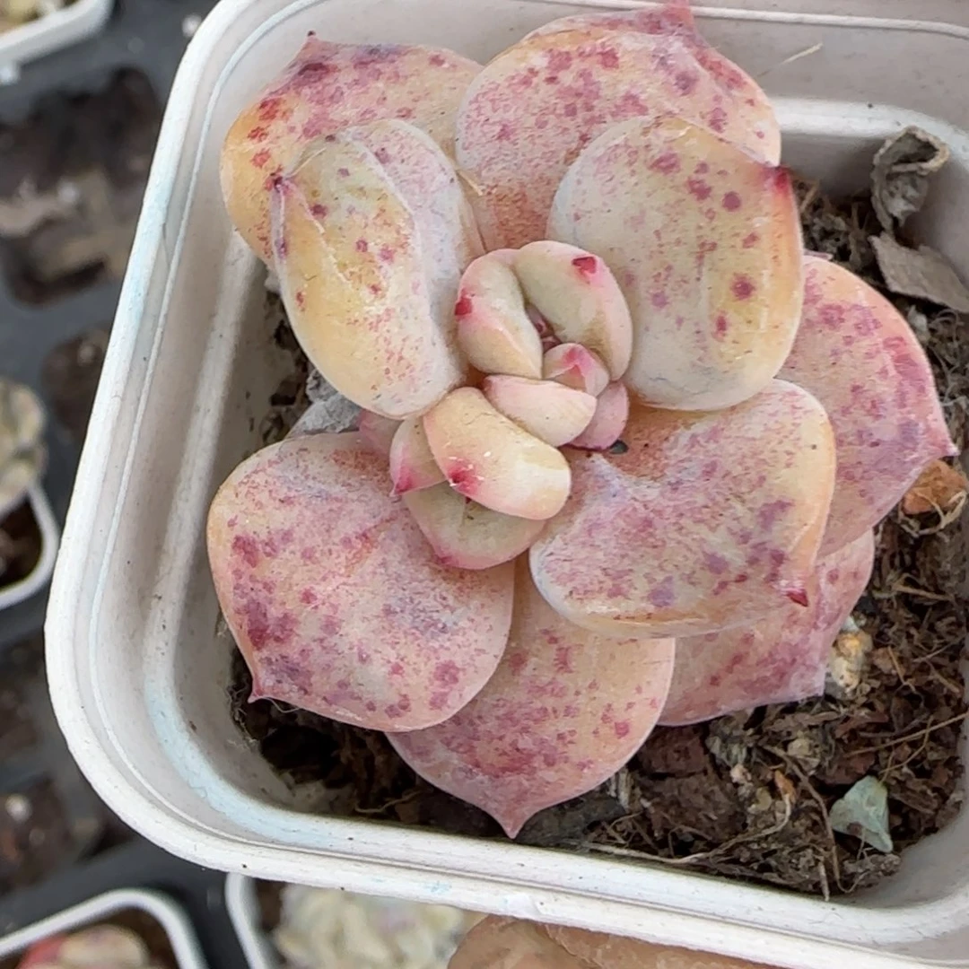 多肉小卡拉米糖心一物一拍