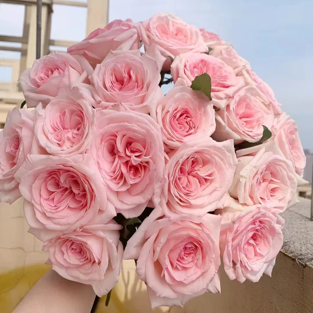 【粉荔枝+天方夜谭】阿木 春季精品露天月季室外四季开花耐寒耐热