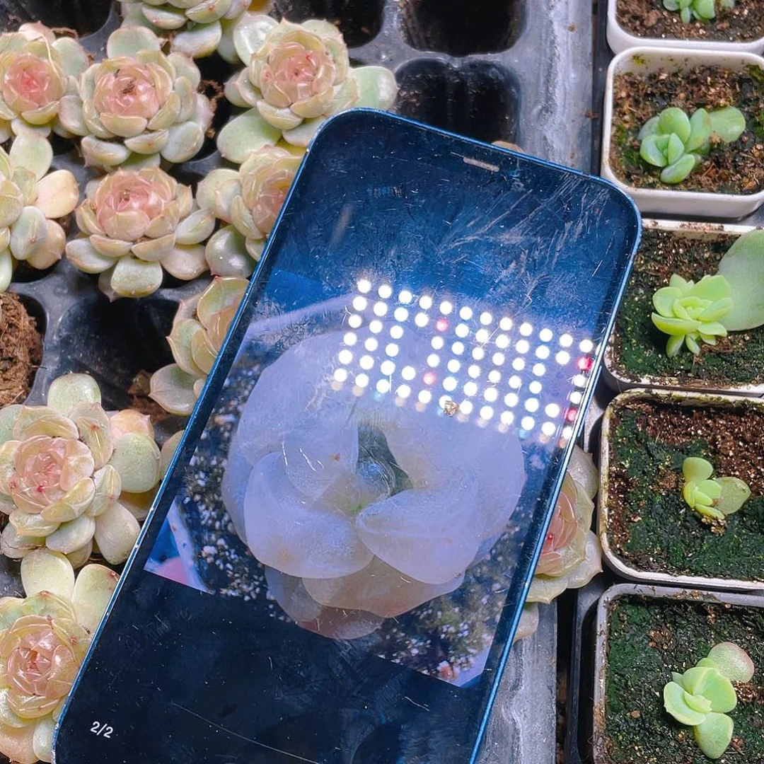 小团子白珍妮叶子一片一个满25包邮