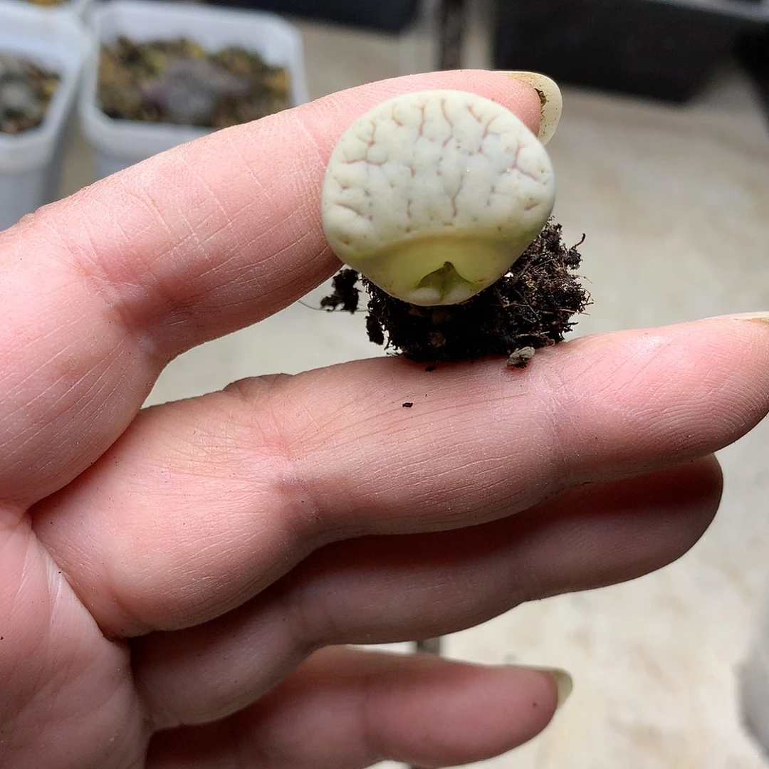 新**选K192多肉植物保护