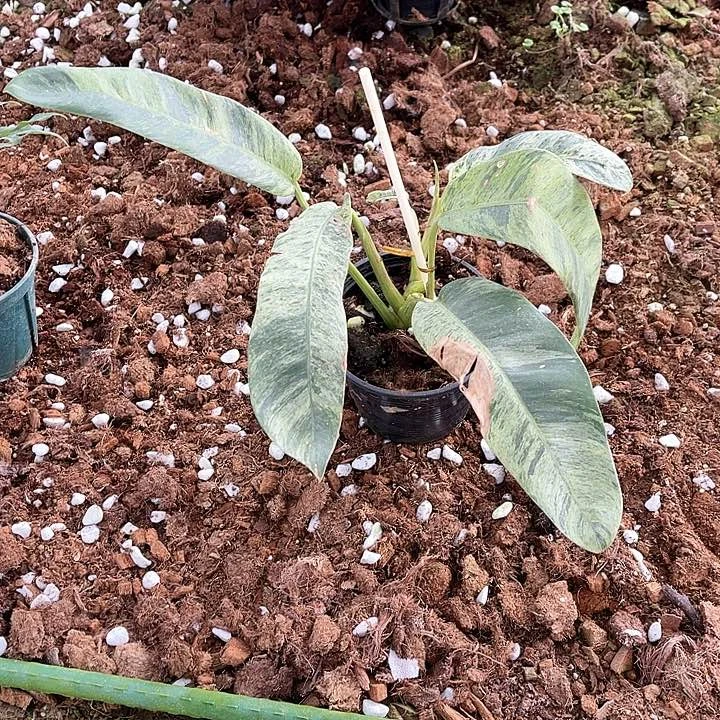 无花朵会***子F69羽毛