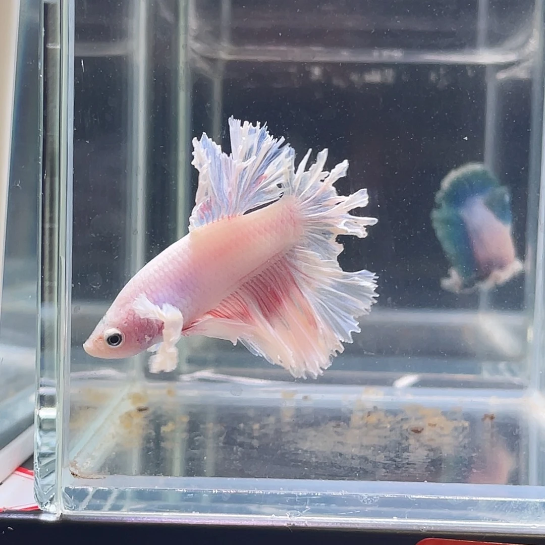 斗鱼印尼斗鱼，记得拍加热包010