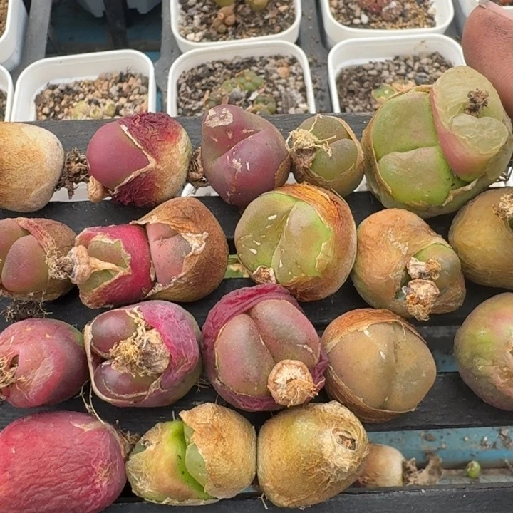 豆包多肉-56号毛汉尼