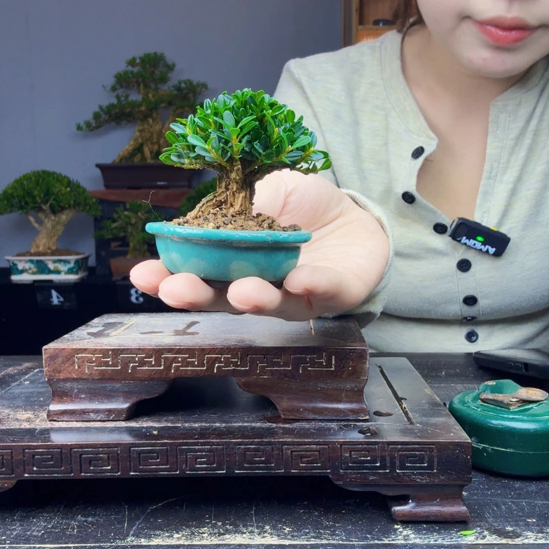 收***马无花朵黄杨盆景一物一拍