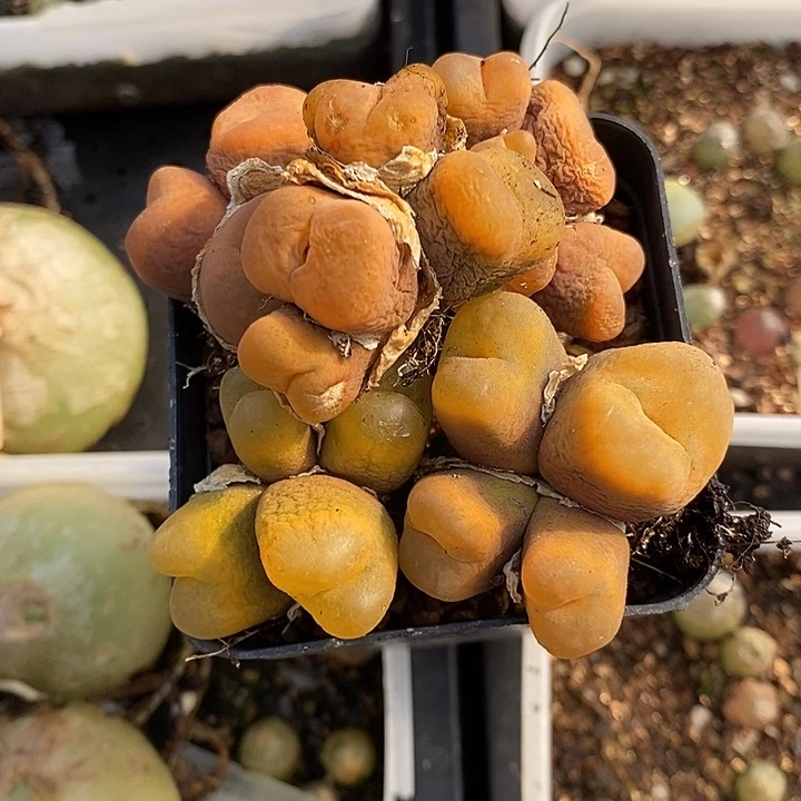 1550有伤母本多头一群