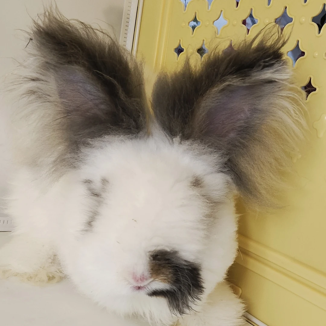 A009德系安哥拉活体宠物长毛兔子亲人好养包邮包活