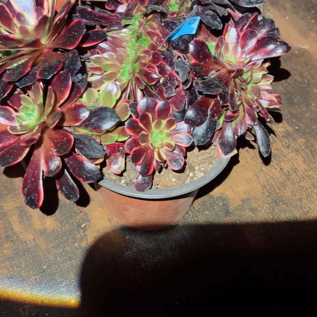 天*?多肉植物570欧嘉莉