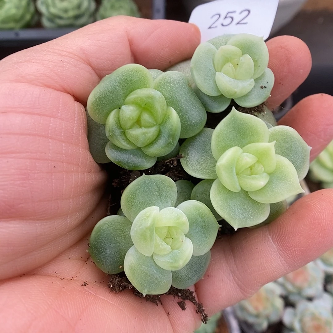 一物一拍一物一拍929252