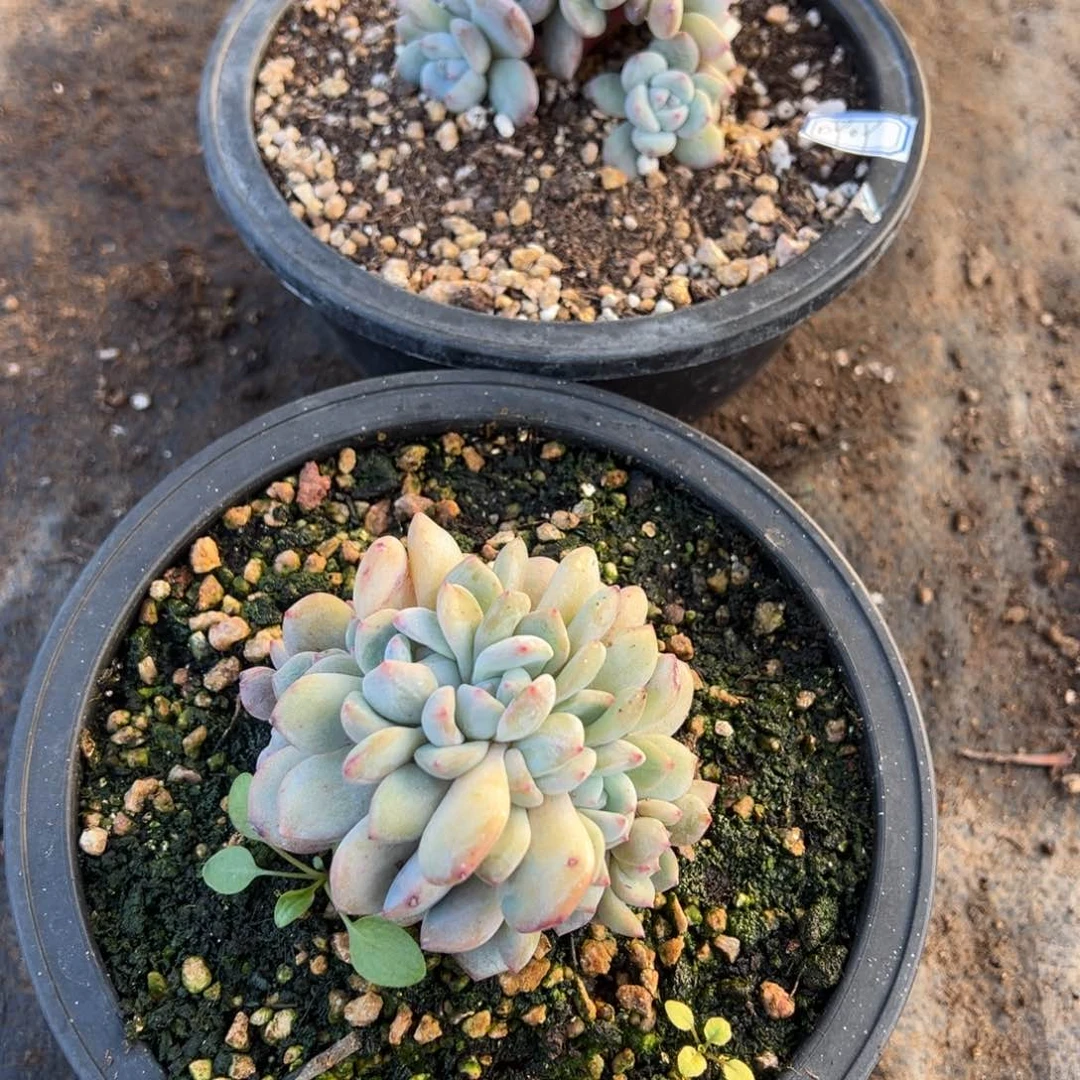 吖***妮多肉植物