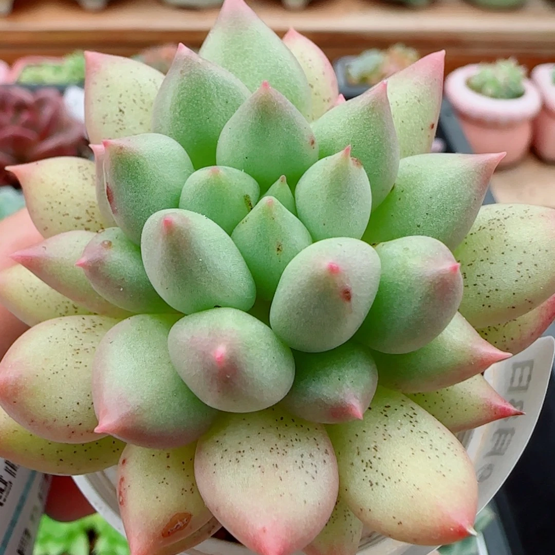花语逸镜1008-39千张指