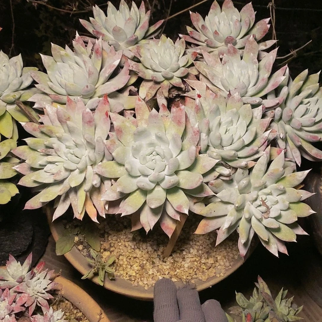 【闪购商品】找**o哈哈哈哈苹果拇指1310多肉