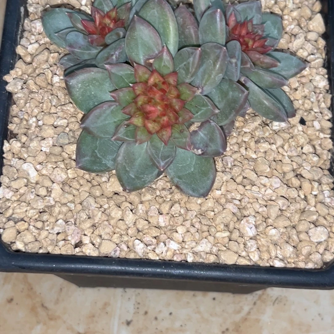 安***身0049下午多肉植物群生