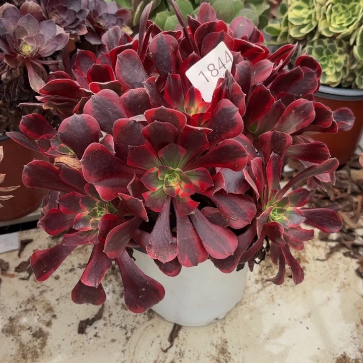 美杜莎多肉处理不包断头1844