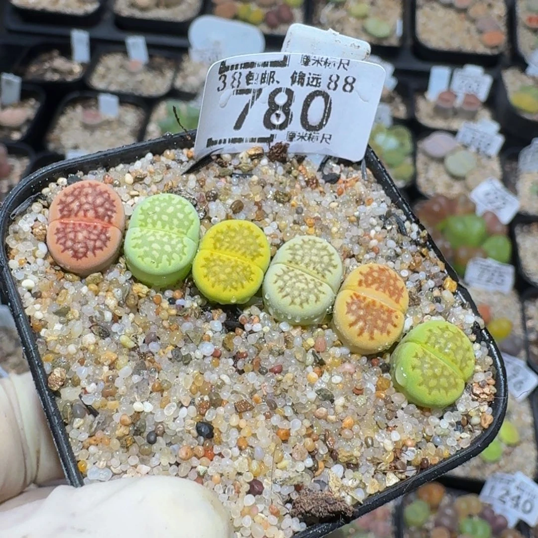 大****zzzz精品生石花780