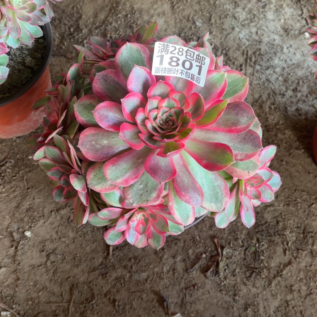 M. 1801云和多肉。caloo