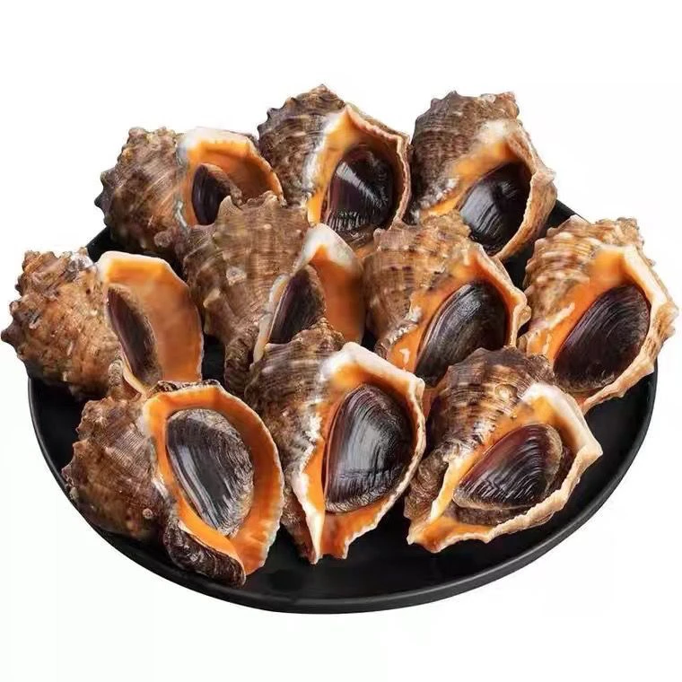 【长春同城】大海螺 3斤（6-7头运输中吐紫粘液正常）