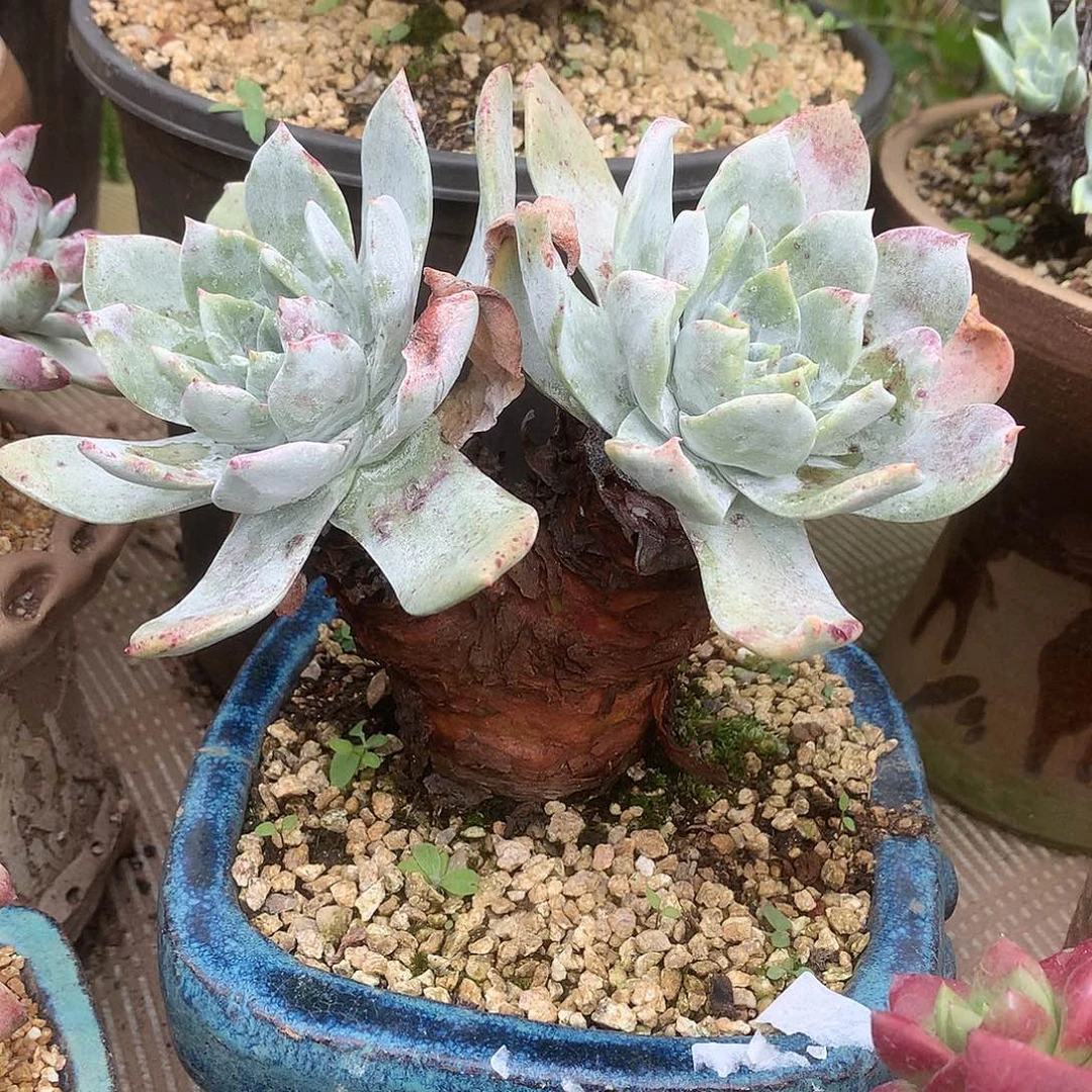 8225牡丹苹果叶仙女杯杂交