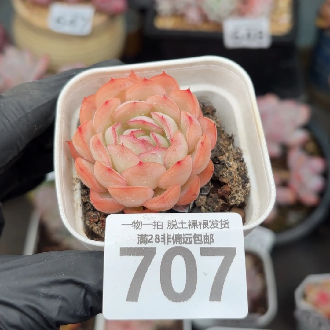 草莓冰单头无盆土发货