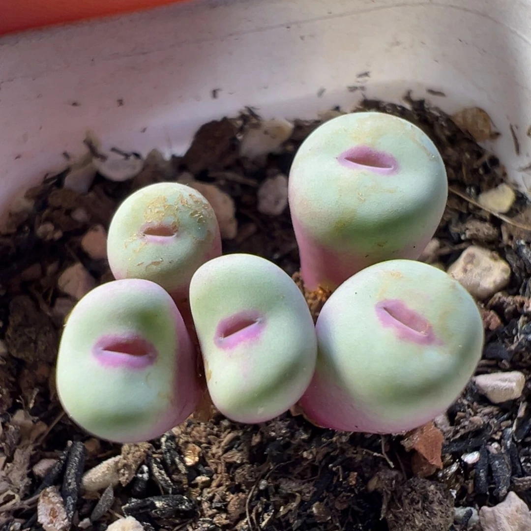 1380小红嘴母本一物一拍