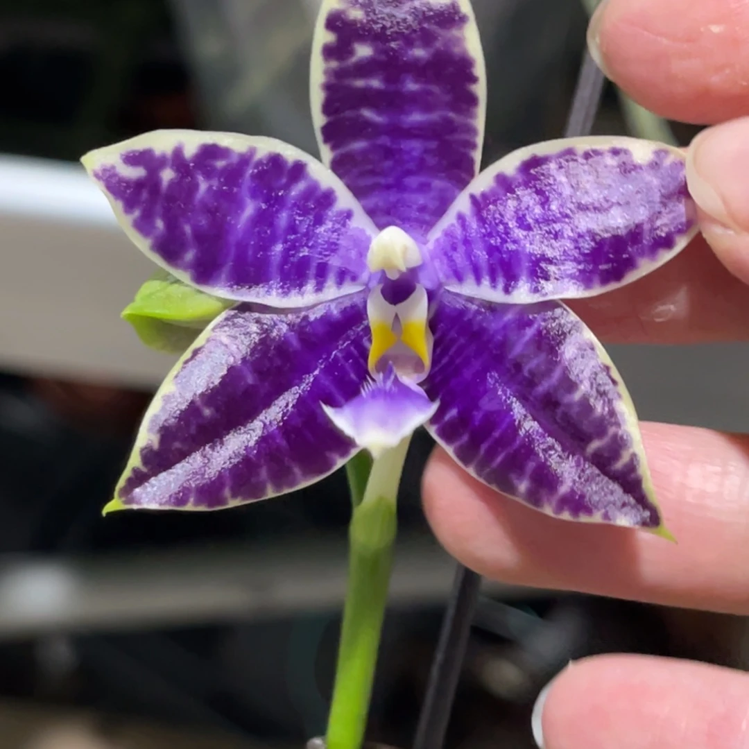 完全开放柳林3593-1442