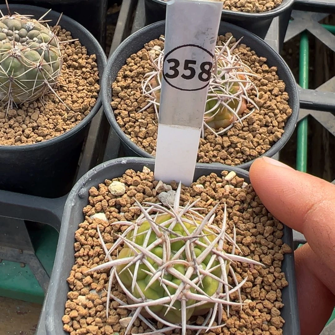 碧岩玉多肉植物带盆土358