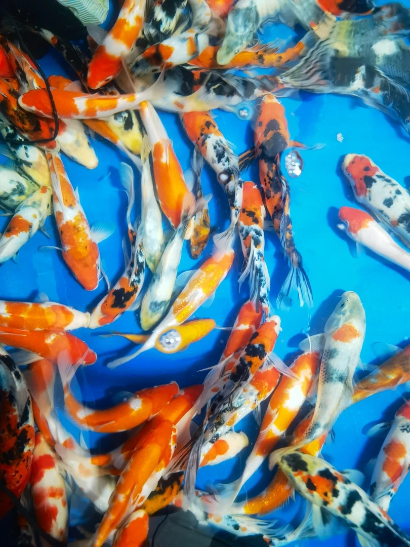 不包邮  精品大日血统锦鲤20+（1条）