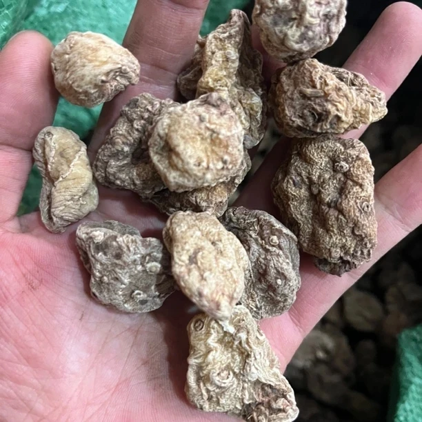 【山慈菇】深山採挖特大果