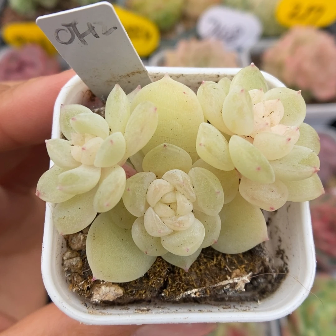 财富12群生337号。