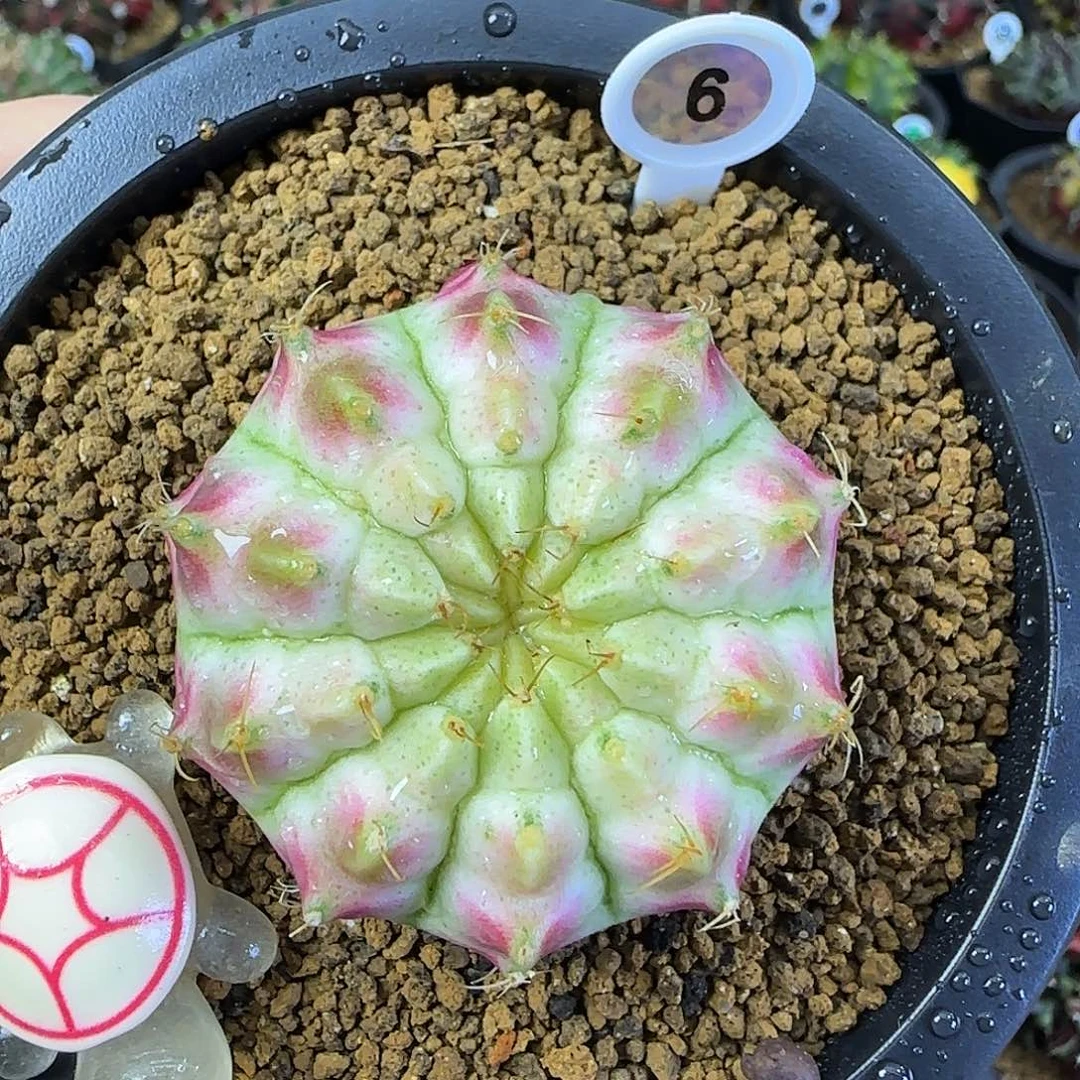 泰系皇室轮回，福利价