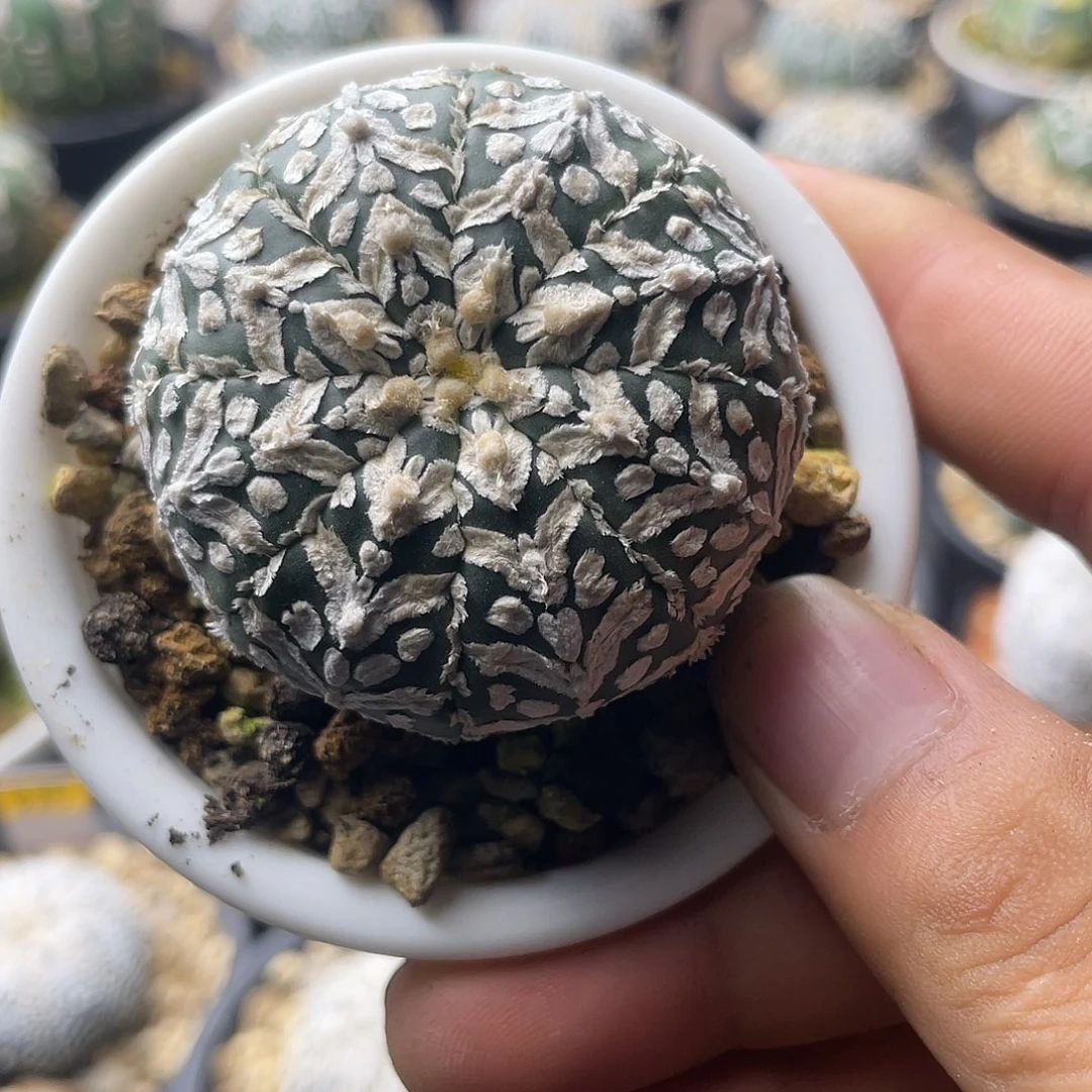 一物一拍泰系实生 204