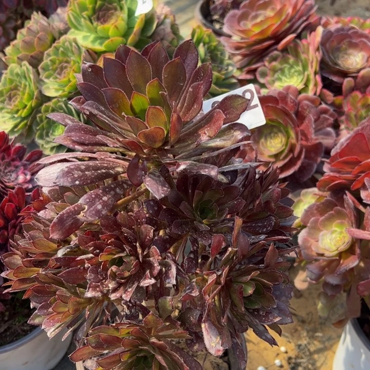 黑法师多肉植物072