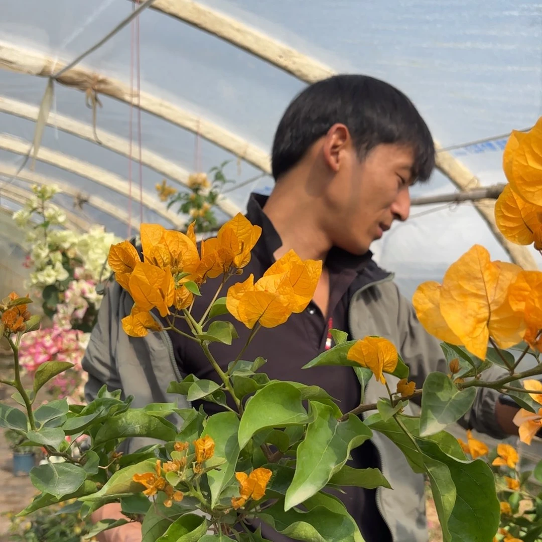 完全开放（金探戈）三角梅会落花落叶会光杆苗有大有小