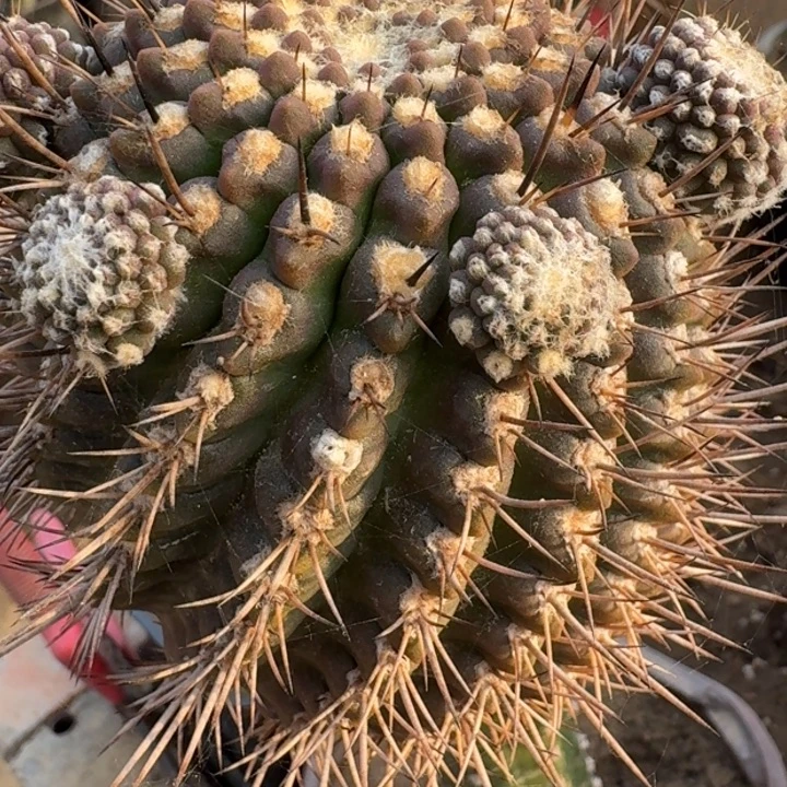 短刺孤龙丸6666666666