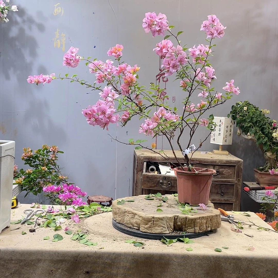 完全开放百花源三角梅金发女郎