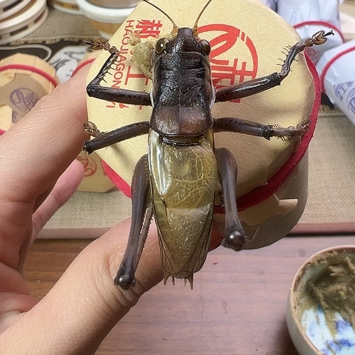 郝建伟蝈蝈一只包邮