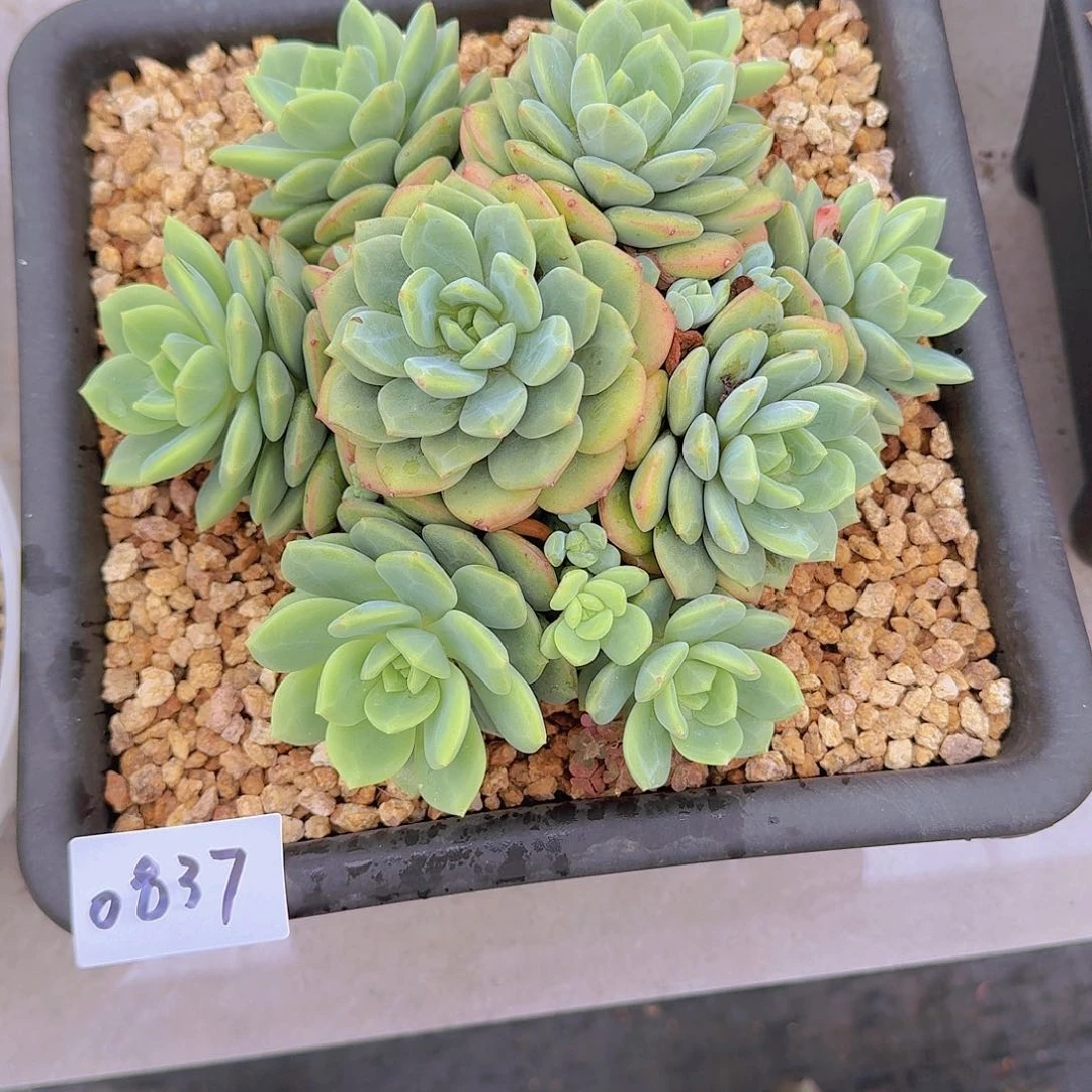 来****张0837杂交多肉植物